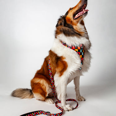 dog leash - correa para perro boogie wonderland_2