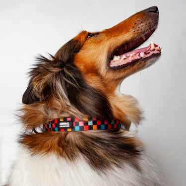 dog collar - collar para perro boogie wonderland 2