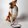 dog leash - correa para perro ying & yang_1